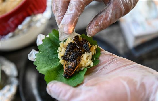 当地时间2021年5月23日，美国华盛顿特区，厨师Bun Lai在托顿堡公园将炸过的蝉做成寿司卷。? 本文图片 视觉中国